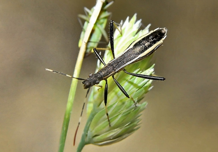 Alydidae: Micrelytra fossularum delle colline fiorentine